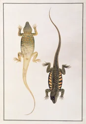 Reptilien, aus Zeichnungen von Tieren, Insekten und Reptilien aus Malakka, ca. 1805-18